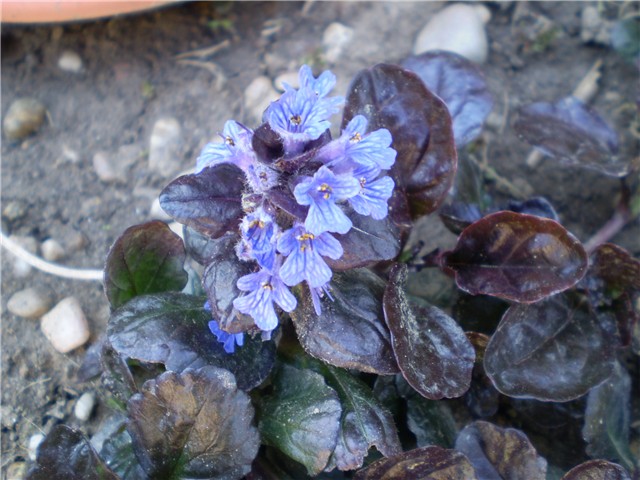 ajuga